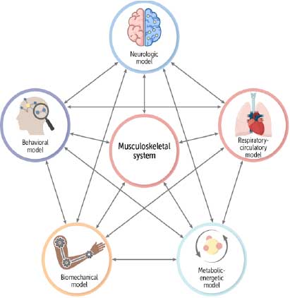 Οστεοπαθητικά μοντέλα
