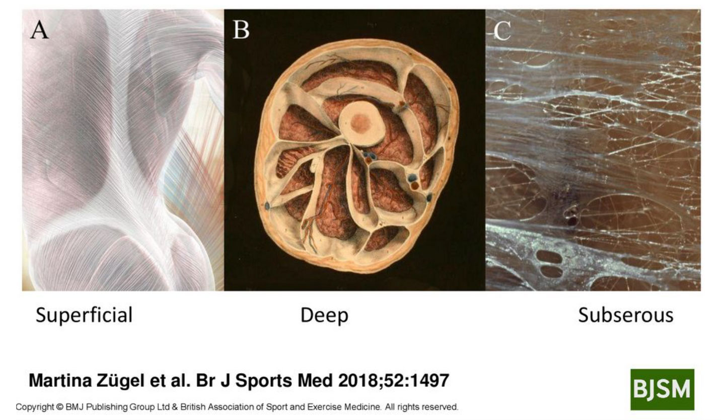Περιτονίας (fascia)