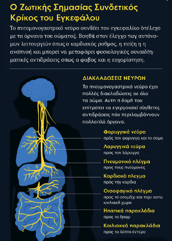 ΠΝΕΥΜΟΝΟΓΑΣΤΡΙΚΟ ΝΕΥΡΟ (vagus nerve)