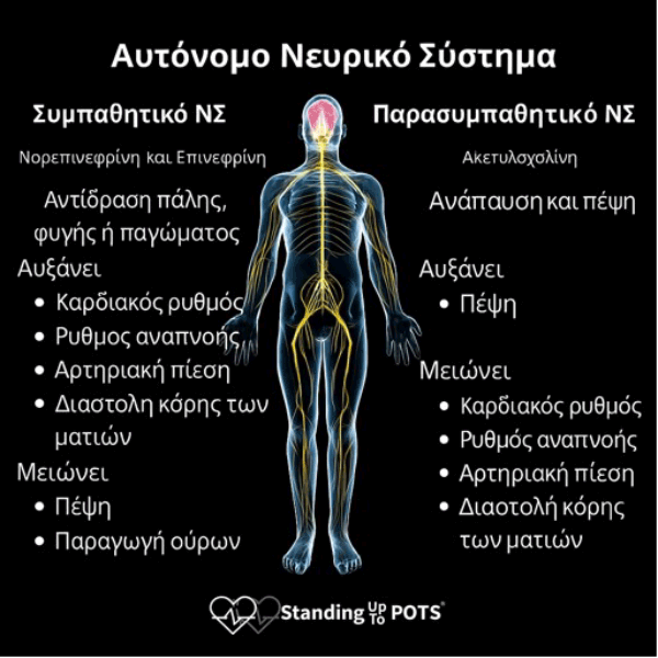 Αυτόνομο Νευρικό Σύστημα