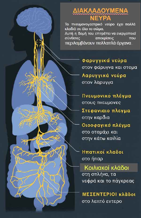Αυτόνομο Νευρικό Σύστημα